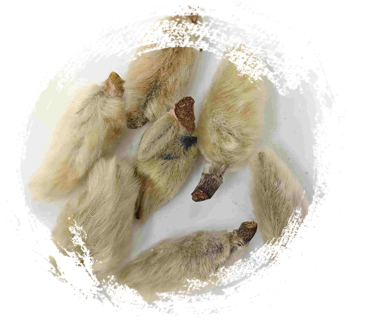 Magnolia Brots (xīnyí)