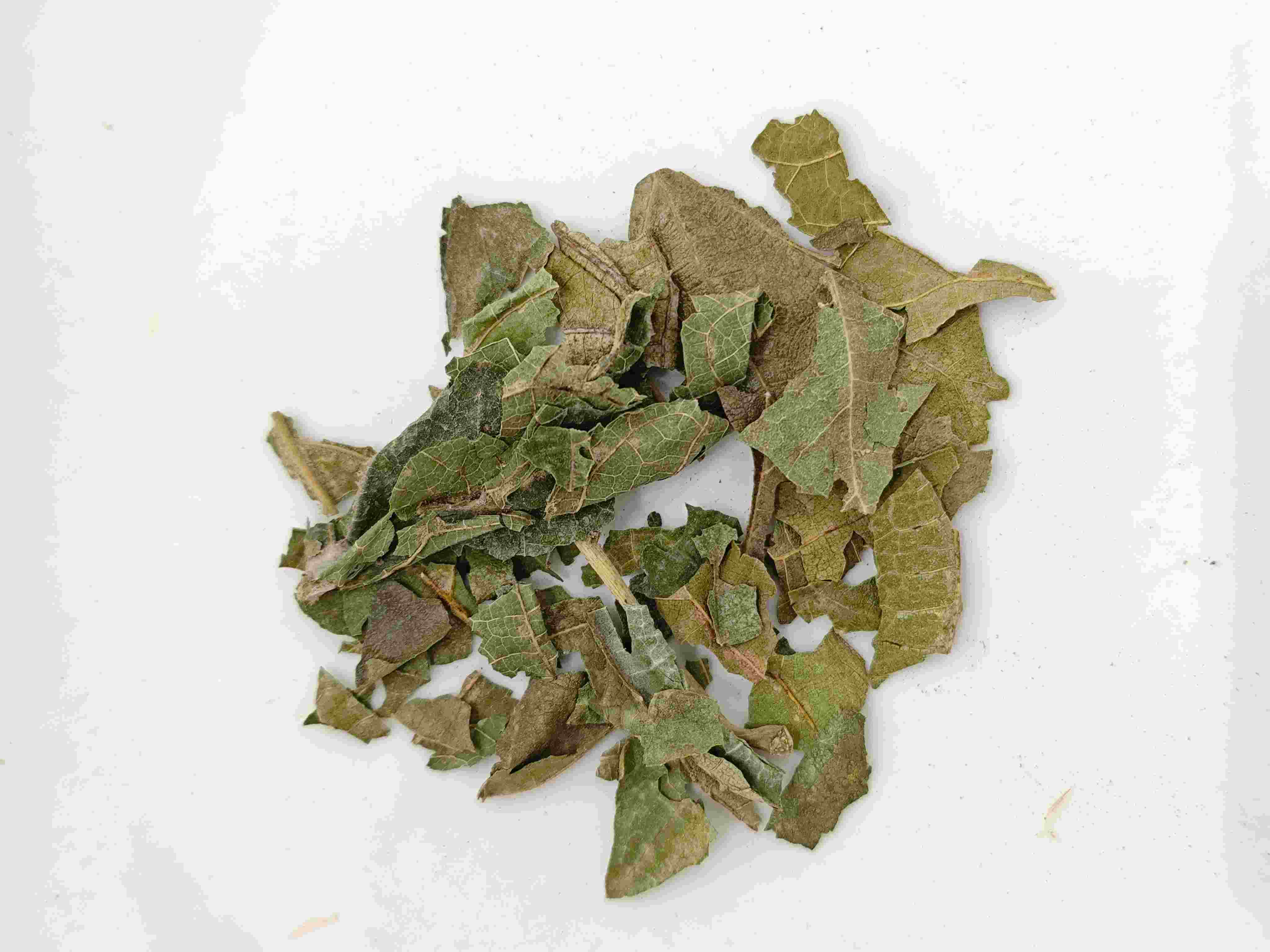 Mulberry hoja (sāng yè)
