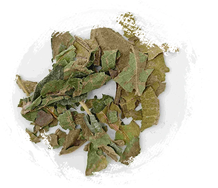 Mulberry hoja (sāng yè)