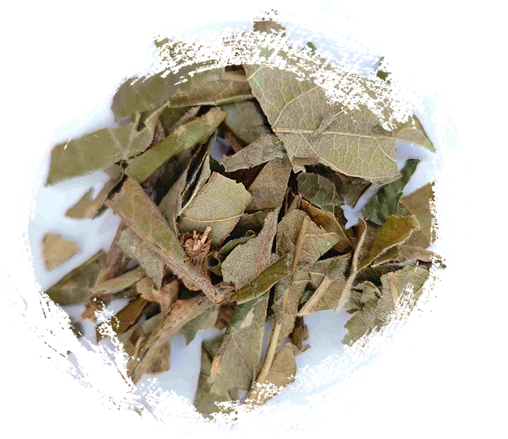 Hoja de loquat (Pípá yè)