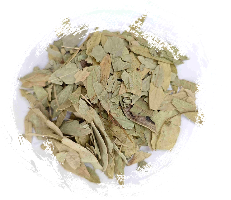 Lea de senna (fānxiè yè)